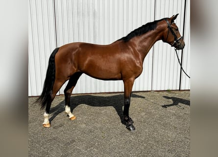 KWPN, Caballo castrado, 3 años, 169 cm, Castaño