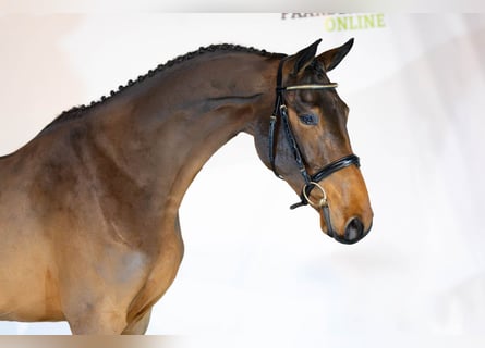 KWPN, Caballo castrado, 3 años, 169 cm, Castaño oscuro