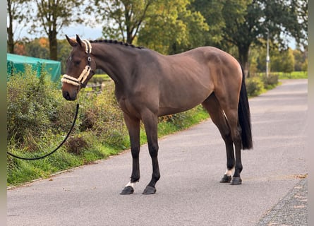 KWPN, Caballo castrado, 3 años, 170 cm, Castaño