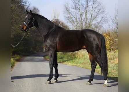 KWPN, Caballo castrado, 3 años, 170 cm, Castaño oscuro