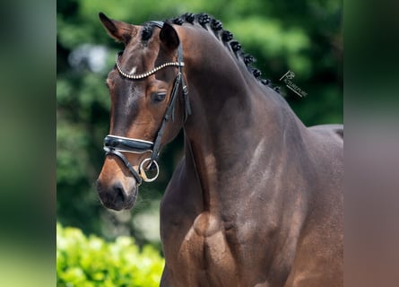 KWPN, Caballo castrado, 3 años, 170 cm, Castaño oscuro