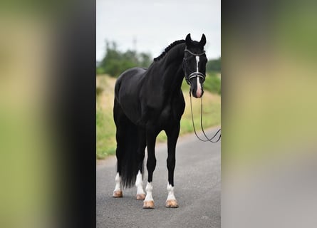 KWPN, Caballo castrado, 3 años, 170 cm, Negro