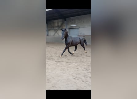 KWPN, Caballo castrado, 3 años, 170 cm, Negro