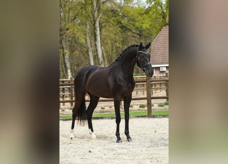 KWPN, Caballo castrado, 3 años, 170 cm, Negro