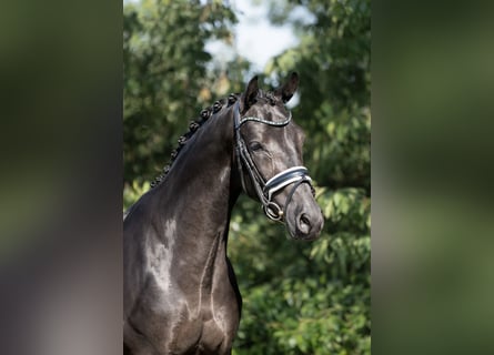 KWPN, Caballo castrado, 3 años, 170 cm, Negro