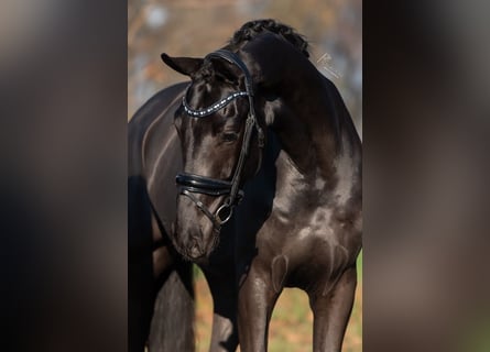 KWPN, Caballo castrado, 3 años, 170 cm, Negro