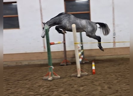 KWPN, Caballo castrado, 3 años, 170 cm, Tordo