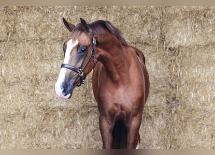 KWPN, Caballo castrado, 3 años, 171 cm, Alazán-tostado