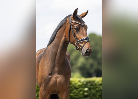 KWPN, Caballo castrado, 3 años, 171 cm, Castaño