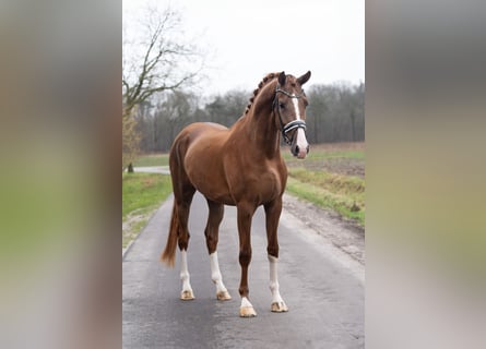 KWPN, Caballo castrado, 3 años, 172 cm, Alazán