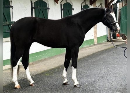 KWPN, Caballo castrado, 3 años, 173 cm, Negro