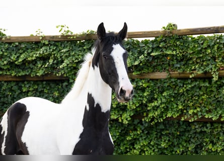 KWPN, Caballo castrado, 3 años, 173 cm, Pío