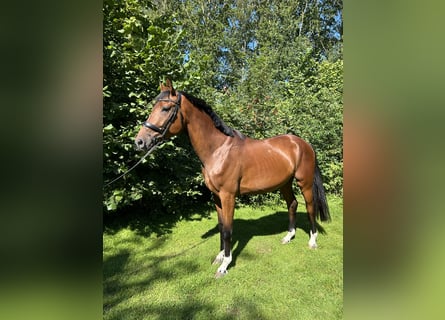 KWPN, Caballo castrado, 3 años, 174 cm, Castaño