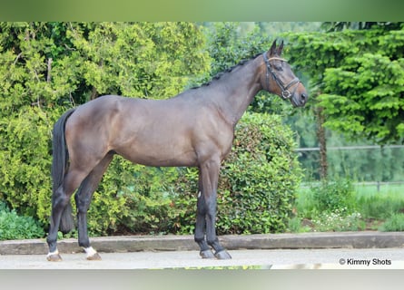 KWPN, Caballo castrado, 3 años, 175 cm, Castaño oscuro