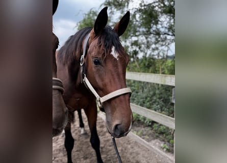 KWPN, Caballo castrado, 3 años, 175 cm, Castaño oscuro