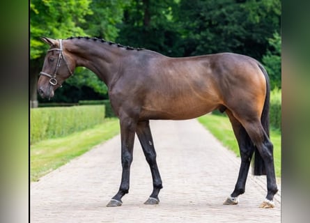 KWPN, Caballo castrado, 3 años