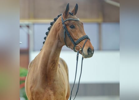 KWPN, Caballo castrado, 3 años, Castaño