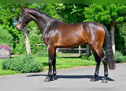 KWPN, Caballo castrado, 3 años, Castaño