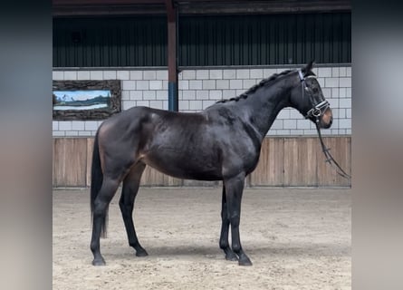 KWPN, Caballo castrado, 4 años, 151 cm, Negro