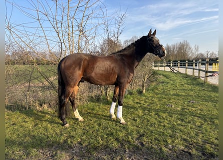 KWPN, Caballo castrado, 4 años, 158 cm, Castaño