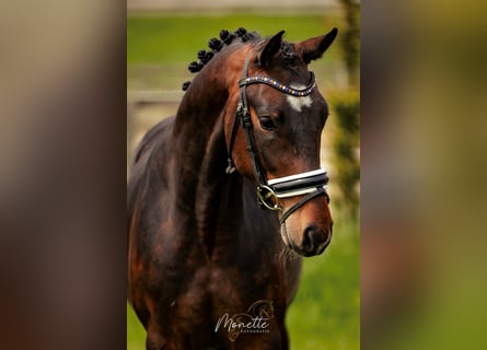 KWPN, Caballo castrado, 4 años, 158 cm, Castaño