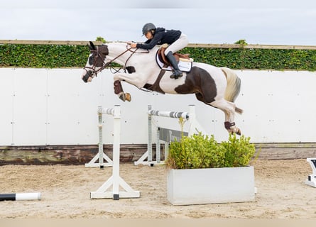 KWPN, Caballo castrado, 4 años, 160 cm, Pío