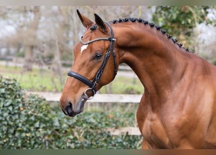 KWPN, Caballo castrado, 4 años, 161 cm