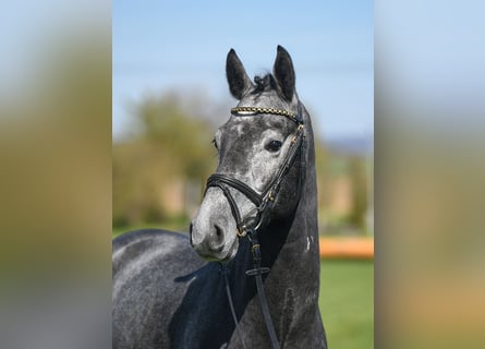 KWPN, Caballo castrado, 4 años, 161 cm, Tordo