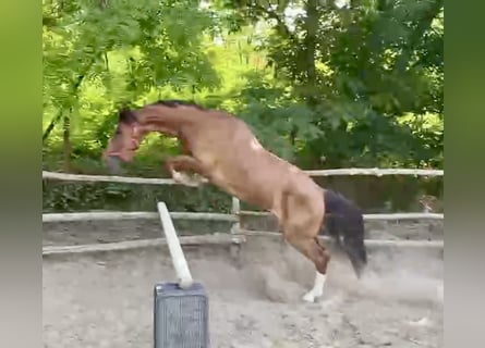 KWPN, Caballo castrado, 4 años, 162 cm, Alazán-tostado