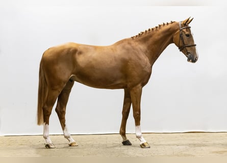 KWPN, Caballo castrado, 4 años, 163 cm, Alazán