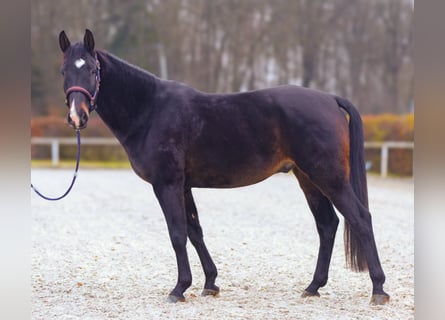 KWPN, Caballo castrado, 4 años, 163 cm, Castaño oscuro