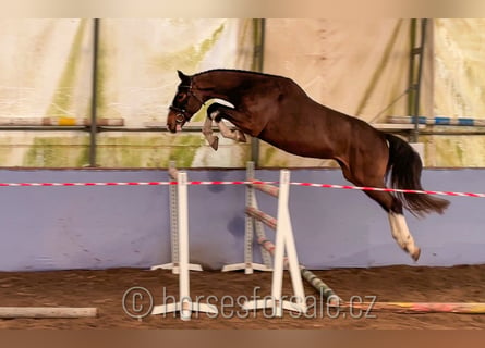 KWPN, Caballo castrado, 4 años, 164 cm, Castaño