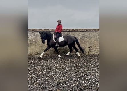 KWPN, Caballo castrado, 4 años, 164 cm, Negro