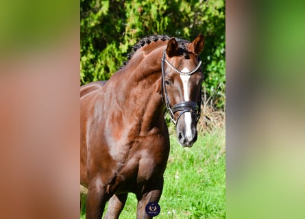 KWPN, Caballo castrado, 4 años, 165 cm, Alazán-tostado