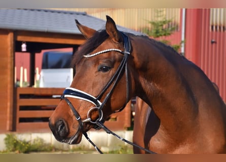 KWPN, Caballo castrado, 4 años, 165 cm, Castaño