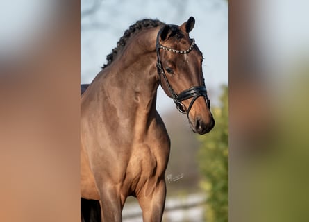 KWPN, Caballo castrado, 4 años, 165 cm, Castaño