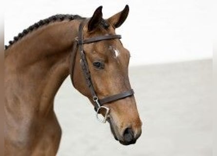 KWPN, Caballo castrado, 4 años, 165 cm, Castaño