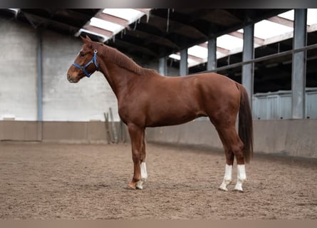 KWPN, Caballo castrado, 4 años, 165 cm, Castaño claro