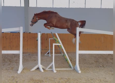 KWPN, Caballo castrado, 4 años, 166 cm, Alazán