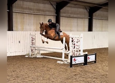 KWPN, Caballo castrado, 4 años, 166 cm, Alazán-tostado