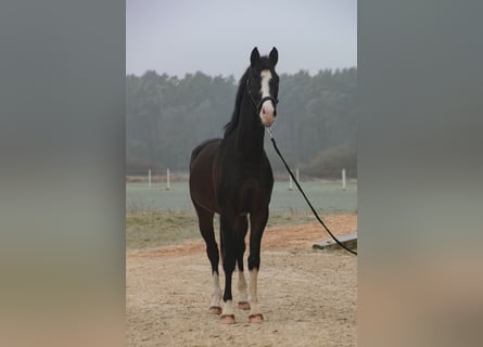 KWPN, Caballo castrado, 4 años, 166 cm, Castaño