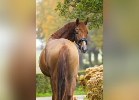 KWPN, Caballo castrado, 4 años, 167 cm, Alazán