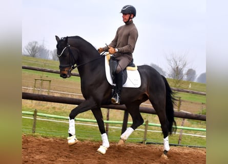 KWPN, Caballo castrado, 4 años, 167 cm, Castaño oscuro