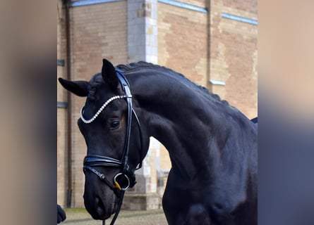 KWPN, Caballo castrado, 4 años, 167 cm, Negro