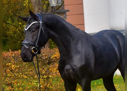 KWPN, Caballo castrado, 4 años, 167 cm, Negro