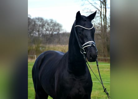 KWPN, Caballo castrado, 4 años, 167 cm, Negro