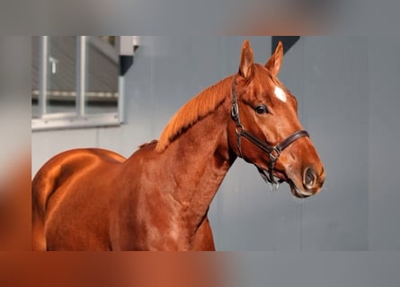 KWPN, Caballo castrado, 4 años, 168 cm, Alazán