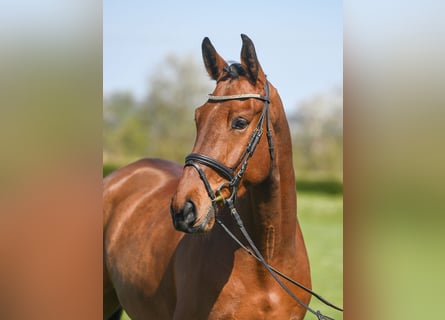 KWPN, Caballo castrado, 4 años, 168 cm, Castaño