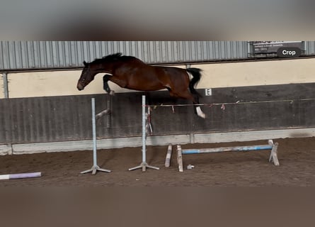 KWPN, Caballo castrado, 4 años, 168 cm, Castaño