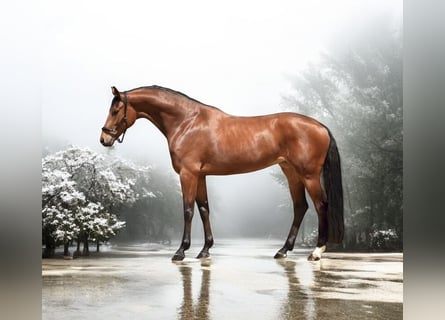 KWPN, Caballo castrado, 4 años, 168 cm, Castaño rojizo